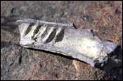 Photo: Fossilized bone fragment with internal supports like girders on a building