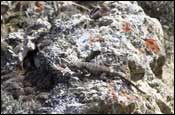 Photo: Lizard on a rock