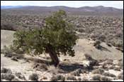 Photo: Desert tree