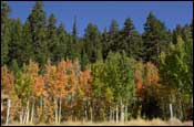 Photo: Fall colors along Highway 50