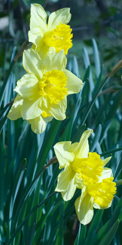 spring flowers