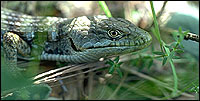 Decorative Photo: Alligator lizard