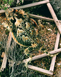 decorative image of horntoad lizard