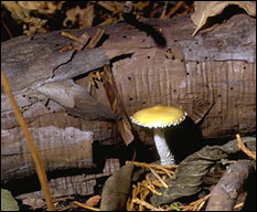 Decorative image of mushroom