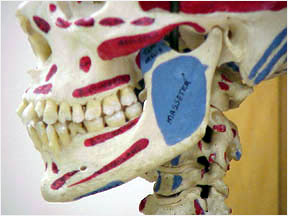 Photo of Human Jaw showing muscle attachments