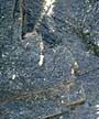 Decorative Photo: Tree frog