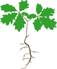 decorative graphic of oak seedling