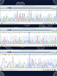 Parts of three 16S r-RNA gene nucleotide sequences.