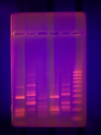Fluorescent DNA banding patterns in agarose gel