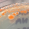 Light orange-colored Deinococcus colonies on nutrient agar.