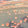 Salmon-colored Deinococcus colonies on nutrient agar.