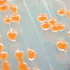 Orange-colored Deinococcus colonies on nutrient agar.