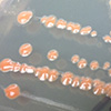 Pink-colored Deinococcus colonies on nutrient agar surface.