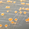 Yellow-orange colored Deinococcus colonies on nutrient agar.