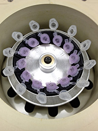 PCR purification spin columns in a centrifuge rotor.