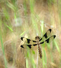 Decorative image of dragonfly