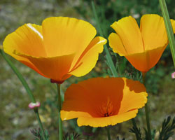 decorative image of California Poppy