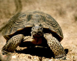 decorative image of desert tortoise