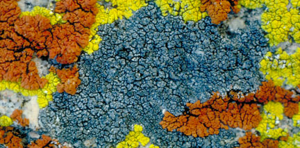 decorative image of red, yellow and bluish-black lichens