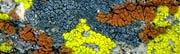 Decorative Photo: Closeup of lichen