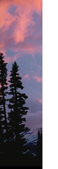 Decorative photo of Cascade trees
