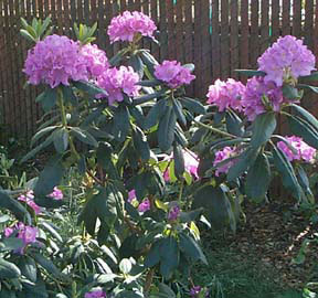 decorative picture of rhododendrons in bloom